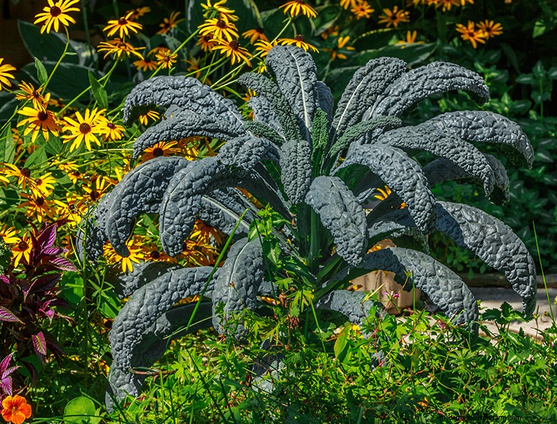 Kale Growing Guide: Cultivating & Caring for Brassica Oleracea