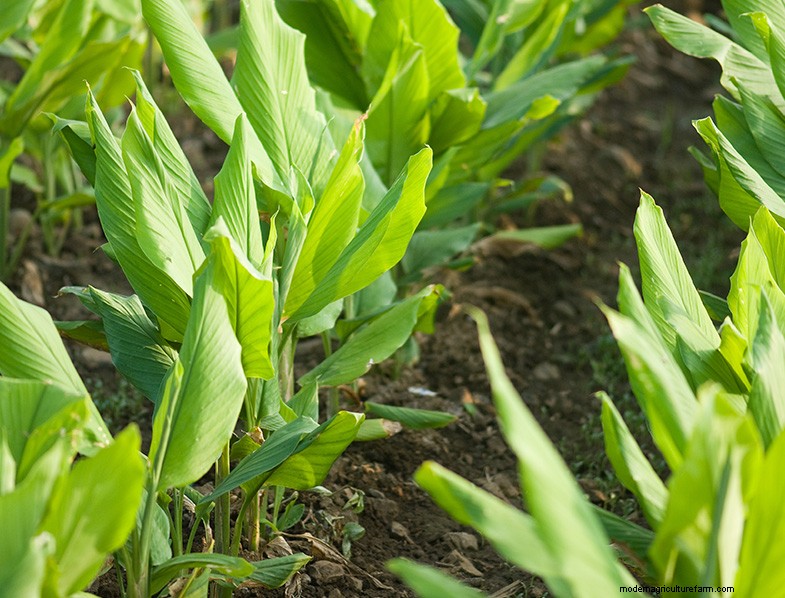 Grow Turmeric: A Comprehensive Guide for Home Gardeners