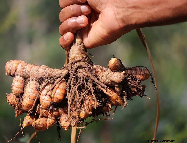 Grow Turmeric: A Comprehensive Guide for Home Gardeners
