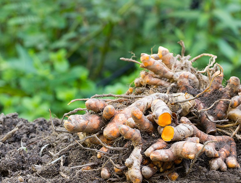 Grow Turmeric: A Comprehensive Guide for Home Gardeners