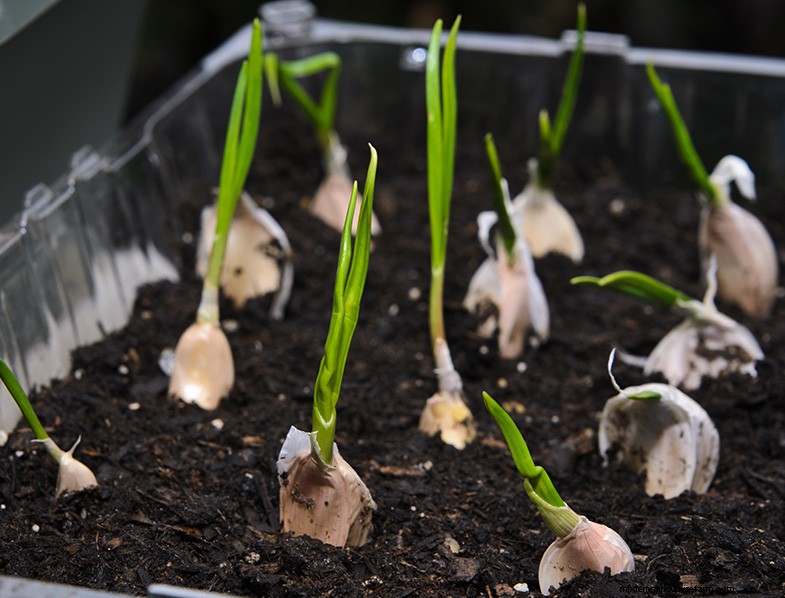 Grow Garlic in Pots: A Complete Guide for Beginners