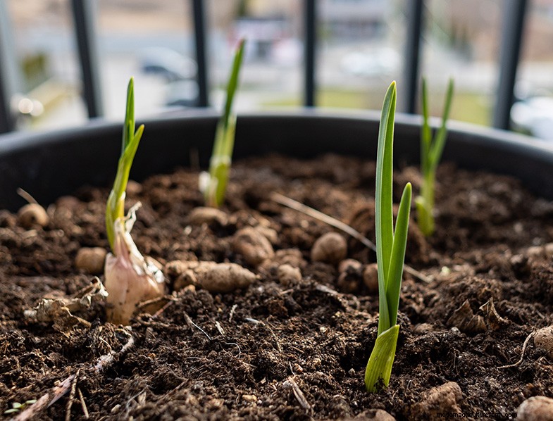 Grow Garlic in Pots: A Complete Guide for Beginners