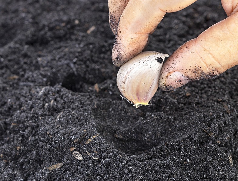 Grow Garlic in Pots: A Complete Guide for Beginners