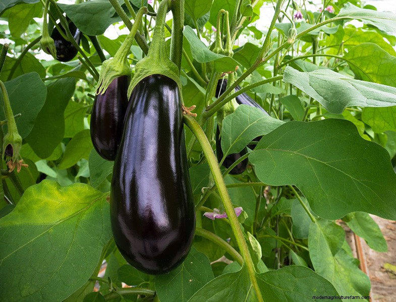 Growing Eggplant: A Comprehensive Guide for Beginners