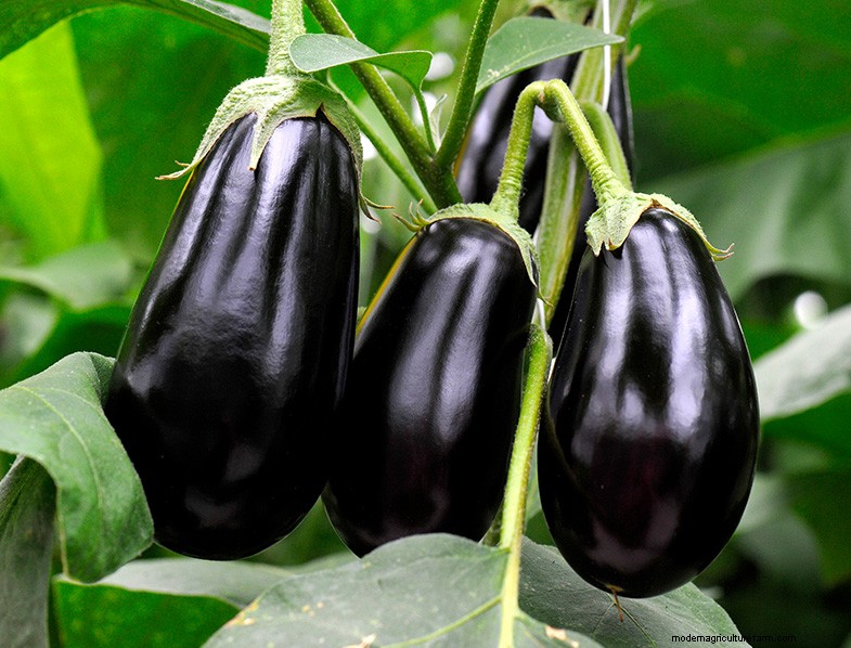 Growing Eggplant: A Comprehensive Guide for Beginners