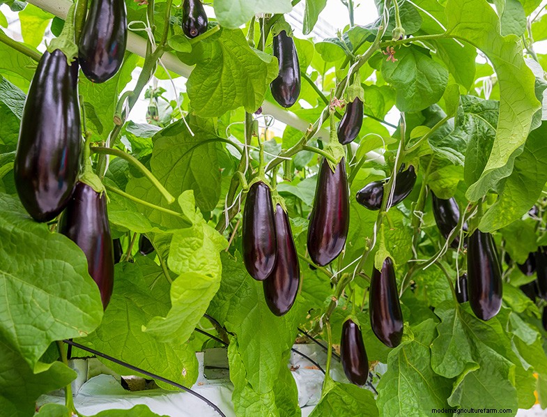 Growing Eggplant: A Comprehensive Guide for Beginners