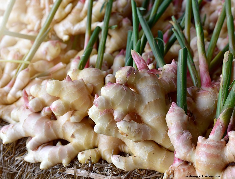 Grow Ginger: A Complete Guide to Growing Ginger Root