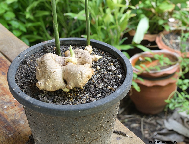 Grow Ginger: A Complete Guide to Growing Ginger Root