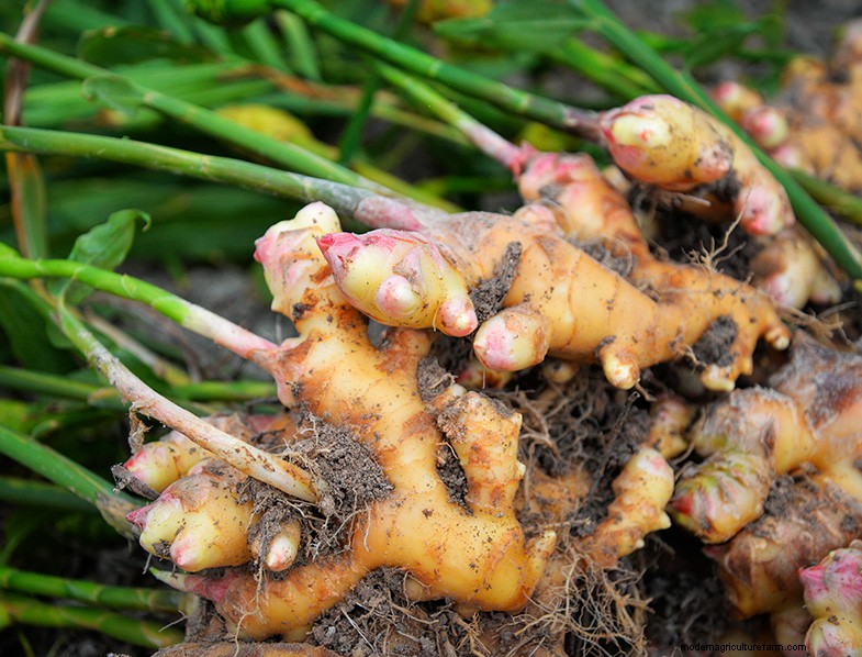 Grow Ginger: A Complete Guide to Growing Ginger Root