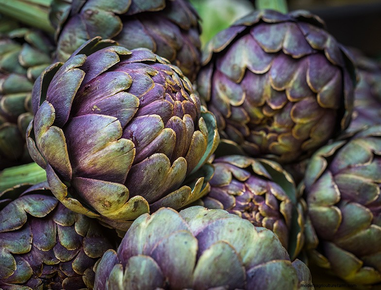 Growing Artichokes: A Comprehensive Guide for Beginners