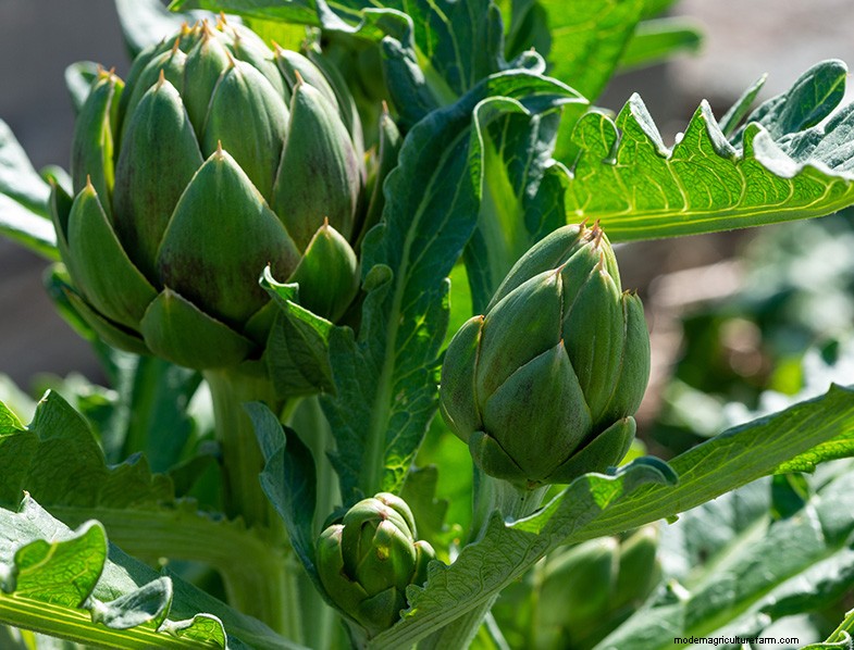 Growing Artichokes: A Comprehensive Guide for Beginners