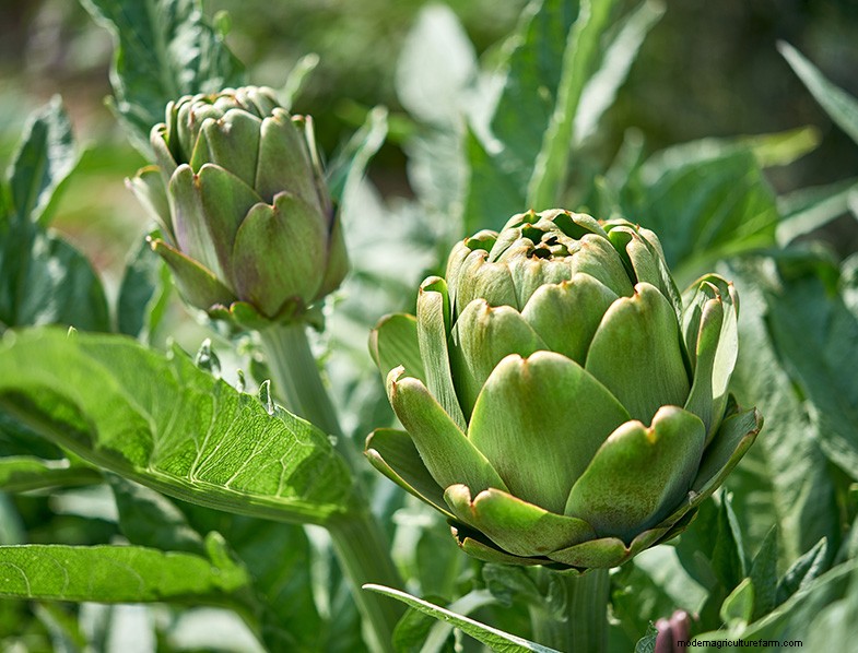 Growing Artichokes: A Comprehensive Guide for Beginners