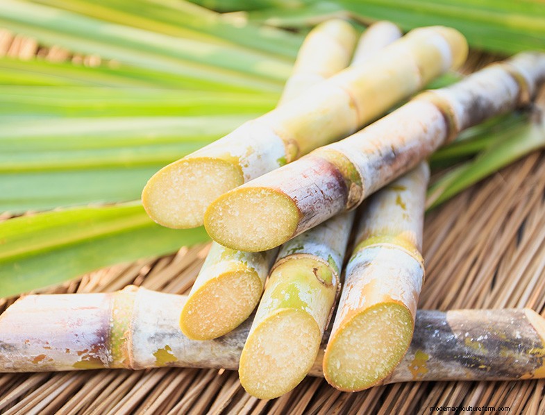 Sugar Cane Cultivation: A Comprehensive Guide for Beginners