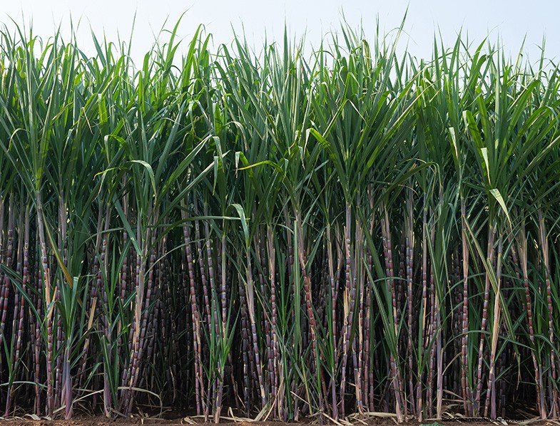Sugar Cane Cultivation: A Comprehensive Guide for Beginners