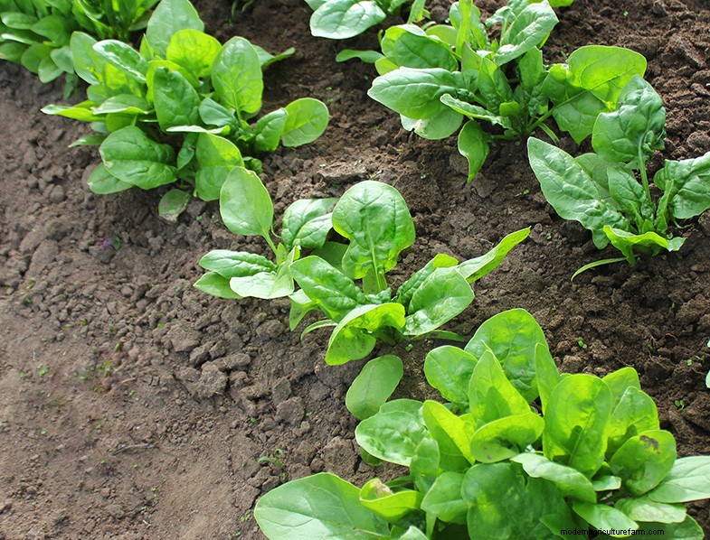 The Ultimate Guide to Growing Spinach: From Seed to Harvest