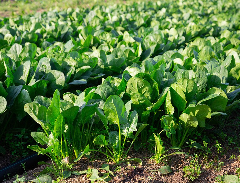 The Ultimate Guide to Growing Spinach: From Seed to Harvest
