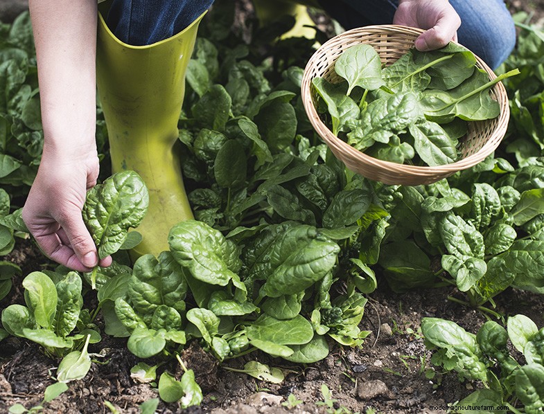 The Ultimate Guide to Growing Spinach: From Seed to Harvest