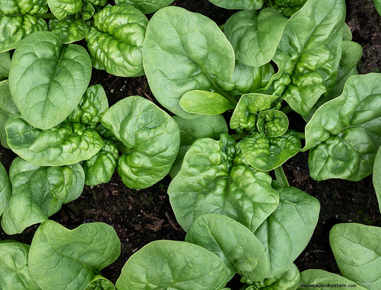 The Ultimate Guide to Growing Spinach: From Seed to Harvest
