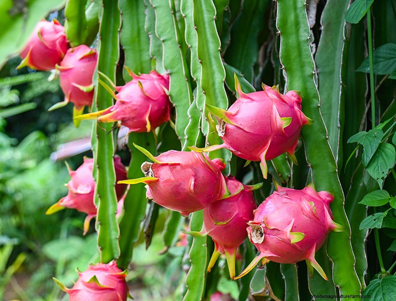 Growing Dragon Fruit from Seed: A Comprehensive Guide