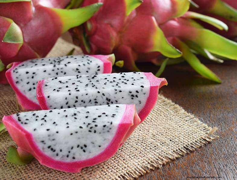 Growing Dragon Fruit from Seed: A Comprehensive Guide