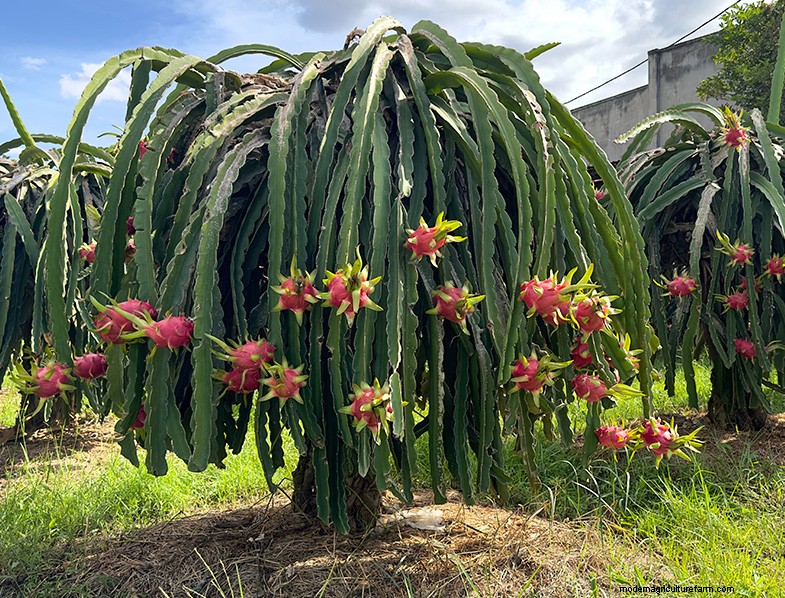 Growing Dragon Fruit from Seed: A Comprehensive Guide