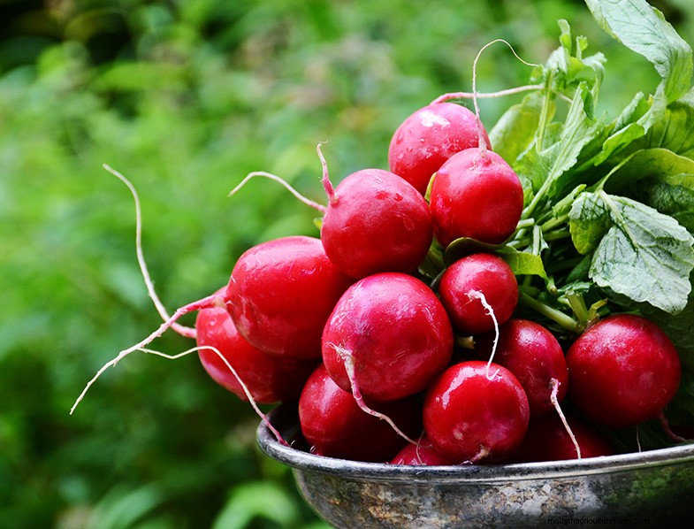 Radish Companion Planting: Boost Yield & Flavor - Expert Guide