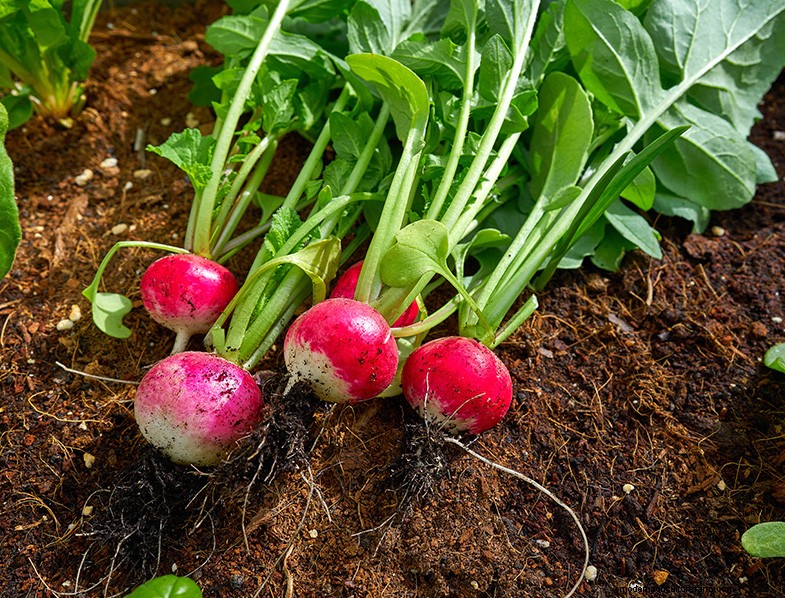 Radish Companion Planting: Boost Yield & Flavor - Expert Guide