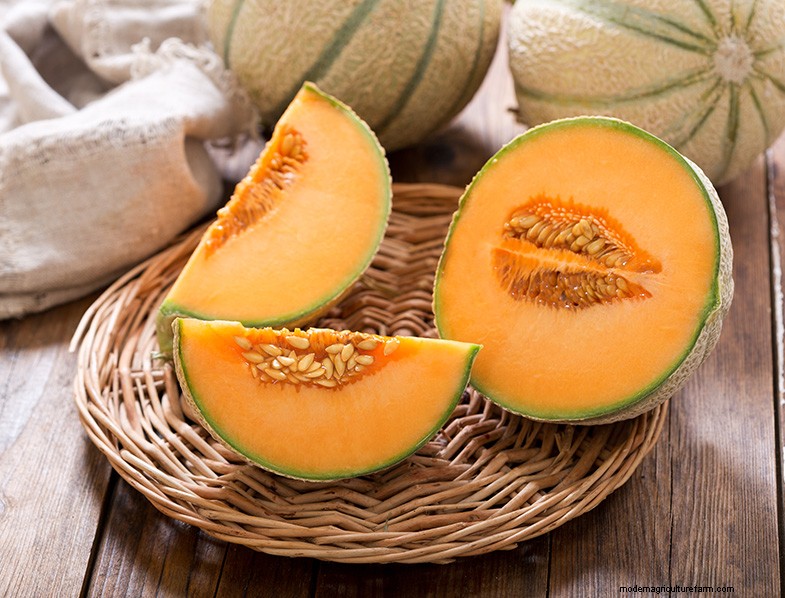 Cantaloupe Companion Plants: Boost Growth & Yield - [Year]