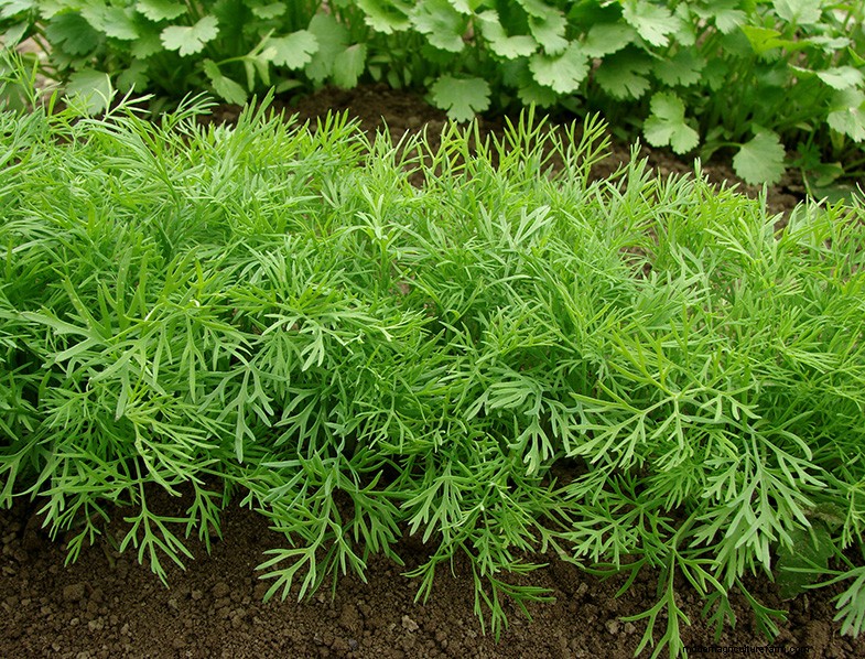 Cantaloupe Companion Plants: Boost Growth & Yield - [Year]