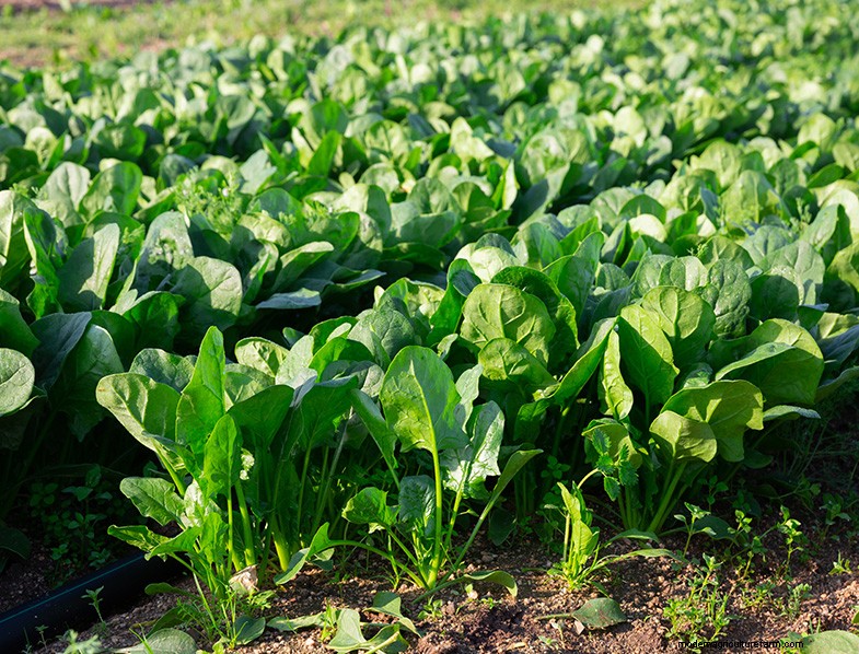 Spinach Companion Plants: Boost Growth & Flavor | Garden Tips