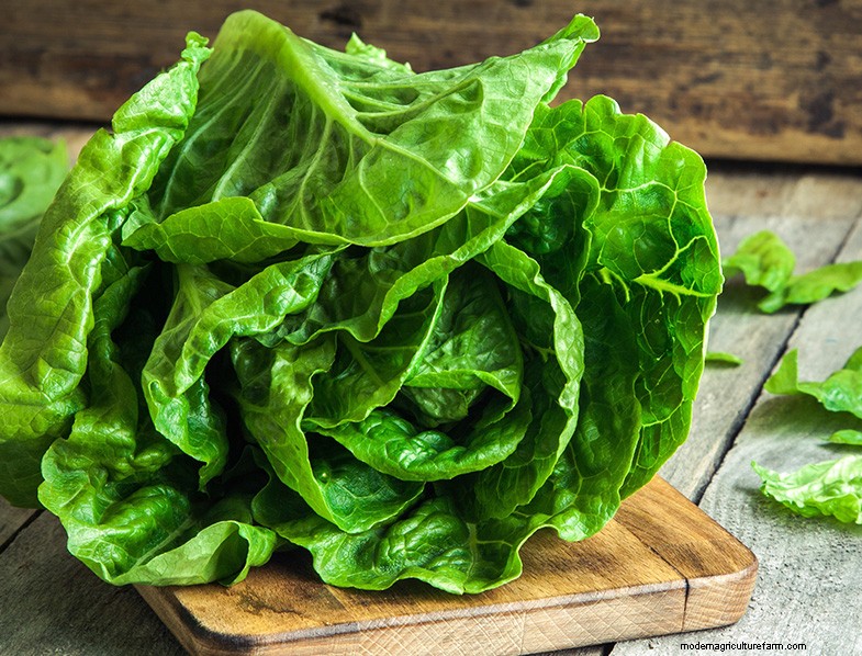 Spinach Companion Plants: Boost Growth & Flavor | Garden Tips