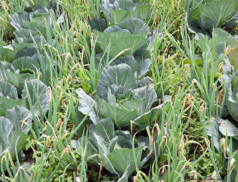 Spinach Companion Plants: Boost Growth & Flavor | Garden Tips