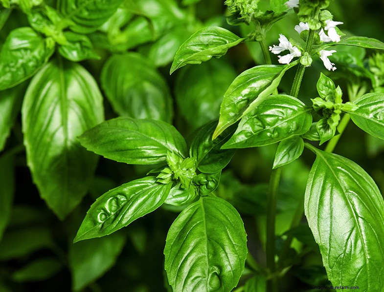 Basil Companion Plants: Boost Growth & Flavor - Expert Guide