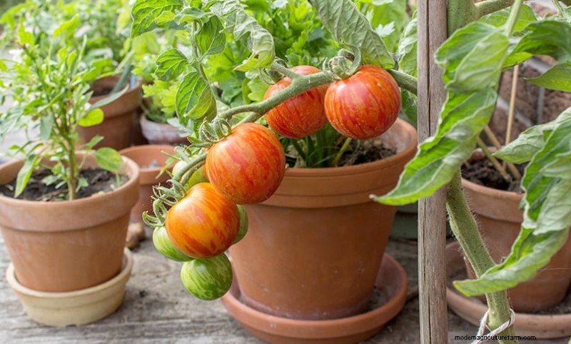 Basil Companion Plants: Boost Growth & Flavor - Expert Guide