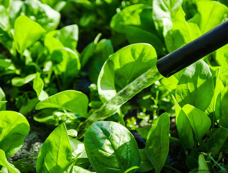 Basil Companion Plants: Boost Growth & Flavor - Expert Guide