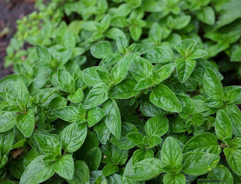 Basil Companion Plants: Boost Growth & Flavor - Expert Guide