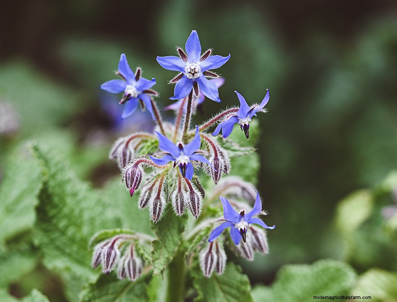 Basil Companion Plants: Boost Growth & Flavor - Expert Guide
