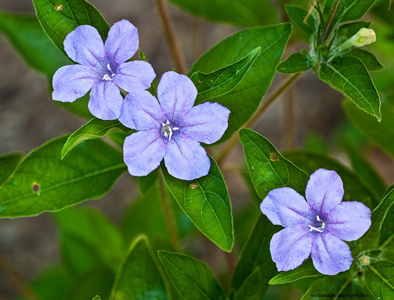 Basil Companion Plants: Boost Growth & Flavor - Expert Guide