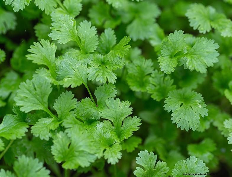 Cilantro Companion Planting Guide: Boost Growth & Health