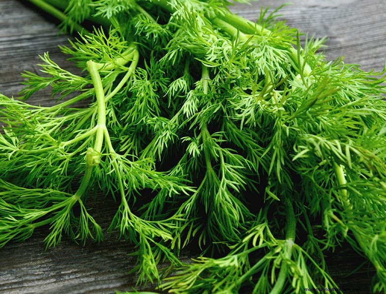 Cilantro Companion Planting Guide: Boost Growth & Health