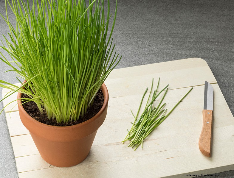 Cilantro Companion Planting Guide: Boost Growth & Health