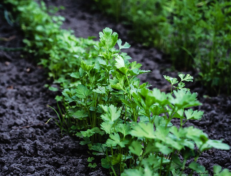Cilantro Companion Planting Guide: Boost Growth & Health
