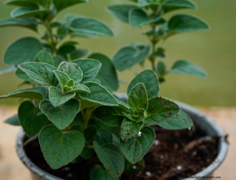 Cilantro Companion Planting Guide: Boost Growth & Health