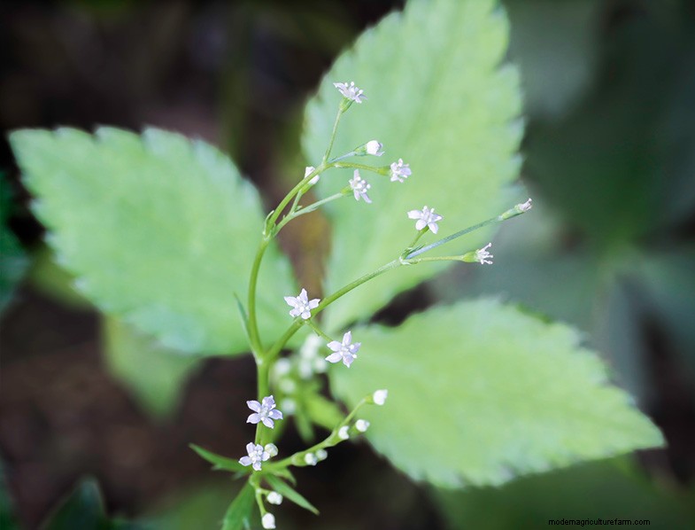 Mitsuba (Japanese Parsley) Care Guide: Growing & Maintenance