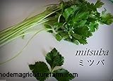 Mitsuba (Japanese Parsley) Care Guide: Growing & Maintenance