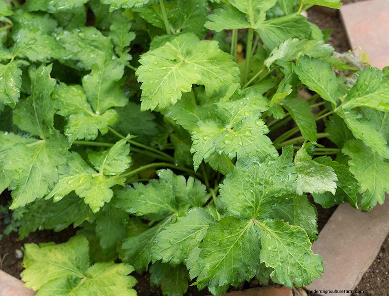 Mitsuba (Japanese Parsley) Care Guide: Growing & Maintenance