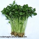 Mitsuba (Japanese Parsley) Care Guide: Growing & Maintenance