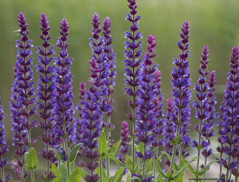 Growing & Caring for Sage (Salvia officinalis): A Comprehensive Guide
