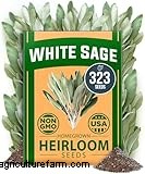 Growing & Caring for Sage (Salvia officinalis): A Comprehensive Guide
