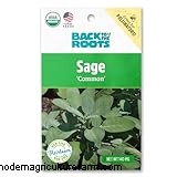Growing & Caring for Sage (Salvia officinalis): A Comprehensive Guide